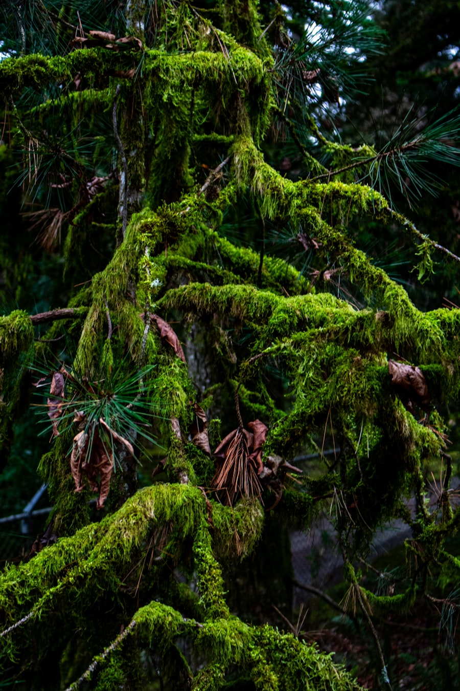 Moss-covered evergreen branches near Greenwater, WA