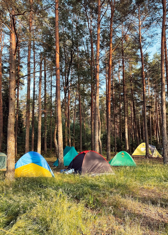 Dome tents pitched in a pine forest at golden hour